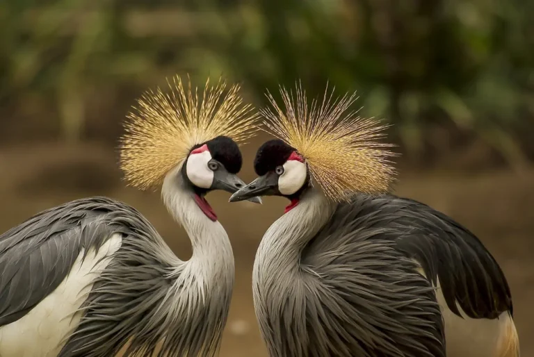 Two crowned cranes facing each other closely.